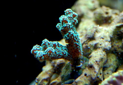 DSC_0510.jpg