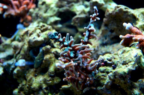 DSC_0518.jpg
