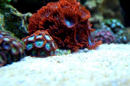 DSC_0526.jpg