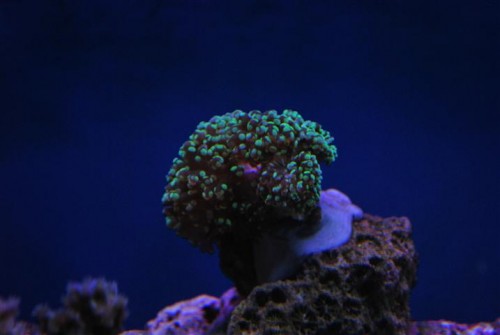 en reverse frogspawn (euphyllia) grønne spidser og lyserød bund