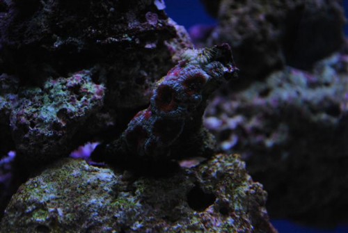 lille acan frag