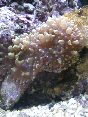 rsm2501 019.JPG