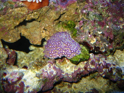 Goniopora