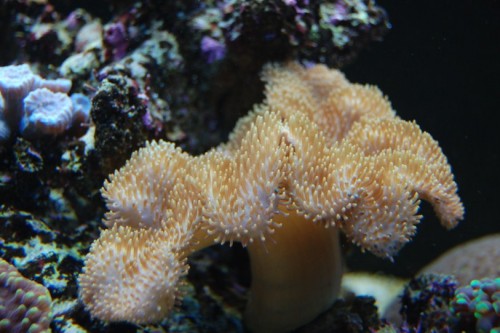 DSC_0874.jpg