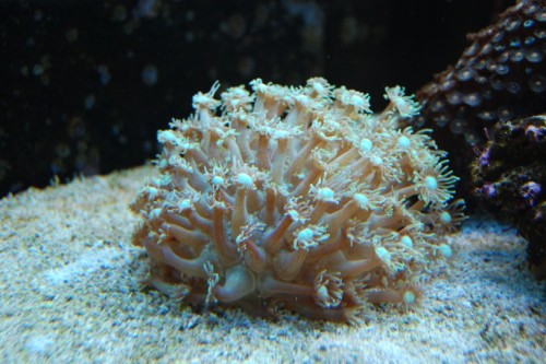 DSC_0875.jpg