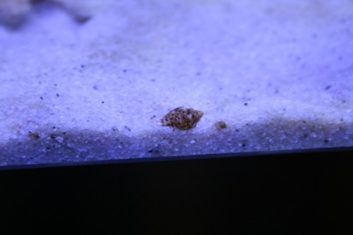 snegl.JPG
