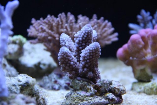 Acropora gemmifera pink.