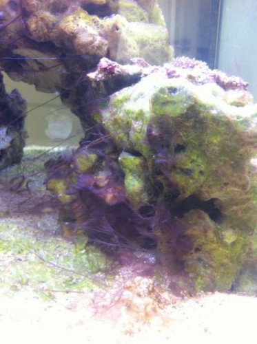 Cyano.jpg