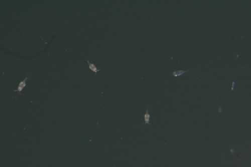 IMG_0162_600x400.jpg