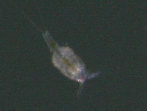 POD_closeup_600x400.jpg