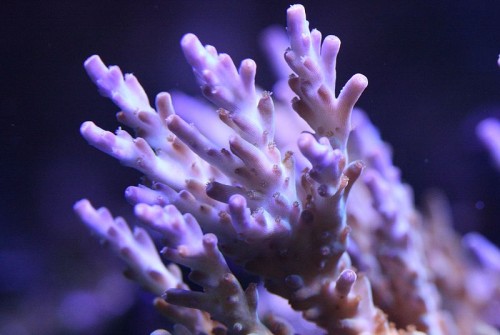 lilla spidset acropora