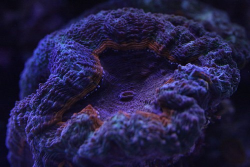 Micromussa