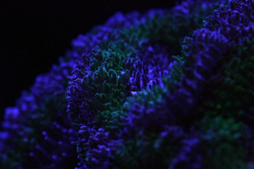 Acan