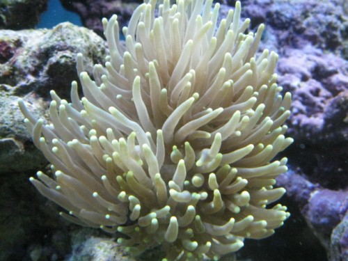 Euphyllia Glabrescens_01.JPG
