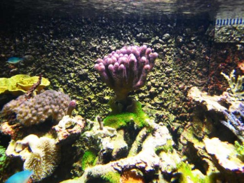 Akvarium-11.10.2011-008.jpg