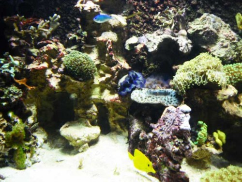 Akvarium-11.10.2011-021.jpg