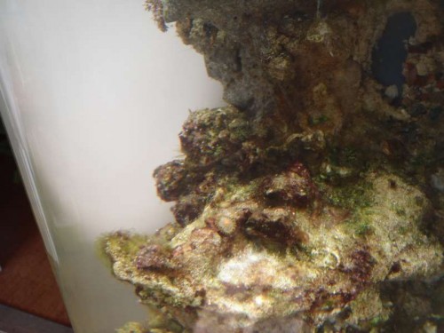 Lille polyp?