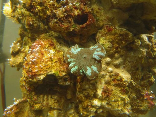 Skiveanemone