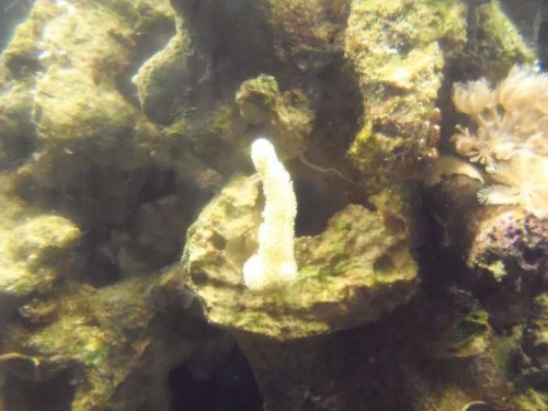 Montipora fra Moente.