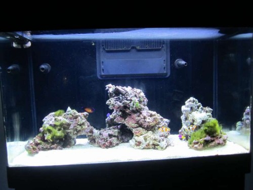 Akvariet før koral frags.