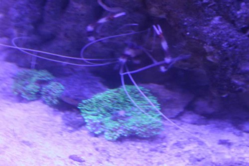 Hispidus og Rhodactis