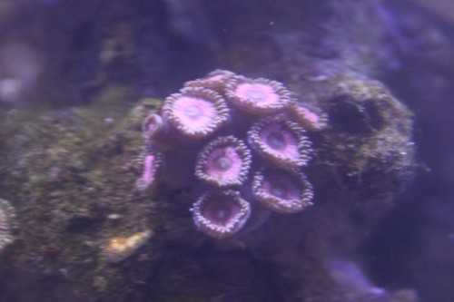 Nye Zoanthus