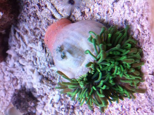 Skade på anemone
