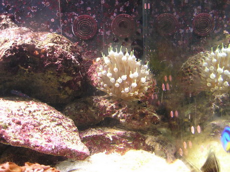 Mine anemone