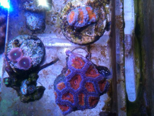Acanthastrea "Rainbow!