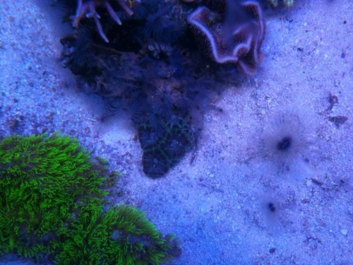 Acanthastrea "Blue Lagoon"