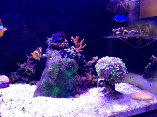 FTS