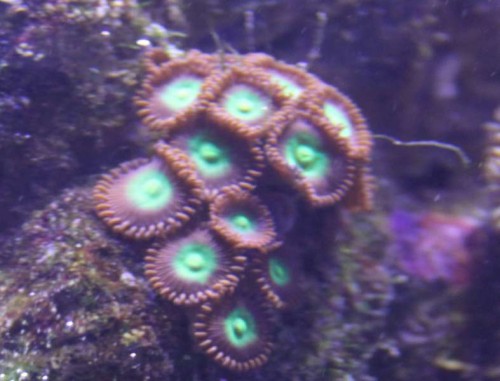 Zoa