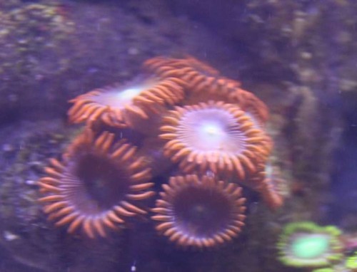 Zoa