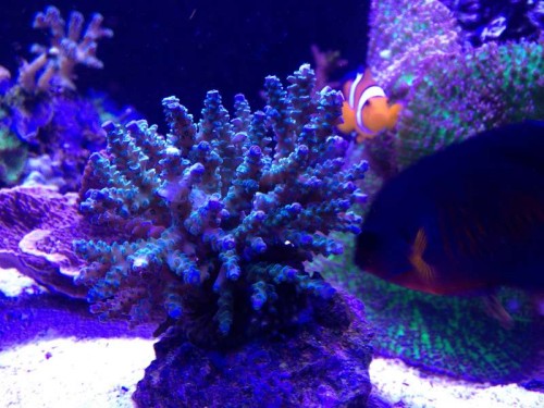 IMG_0305.JPG (61.84 KiB) Vist 1885 gange Acropora