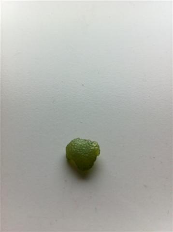 lille bobbel alge 011.JPG