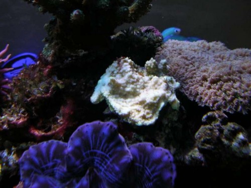 En meget trist Montipora "Reverse Pokerstar" og Cyano på retur