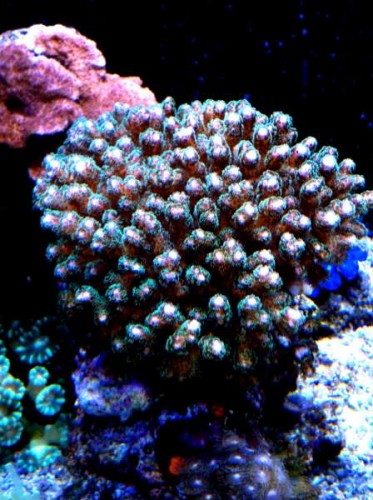 Billede 028.jpg