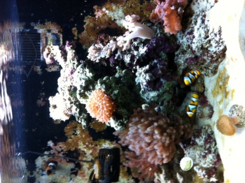 lige et billede af vores akvarie/anemone.