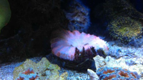 Samme Acanthophyllia, men med for meget lys på halvdelen