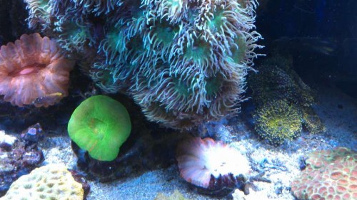 Samme Acanthophyllia delvist i skygge under Duncanopsammia
