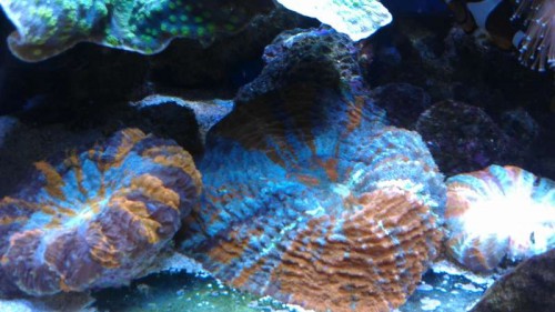 Acanthophyllia i skygge under Echinophora +  én magen til th som ikke har samme skyggeforhold