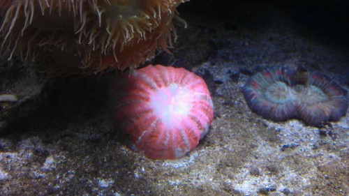 Acanthophyllia kort efter indkøb