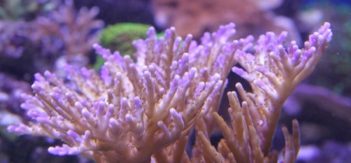 Acropora