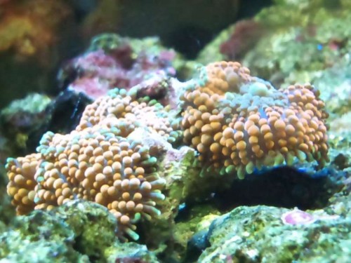 Ricordea florida "Skiveanemone"