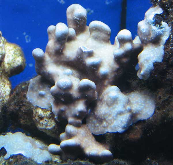 Heliopora.jpg