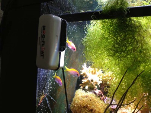 Anthias 008.jpg