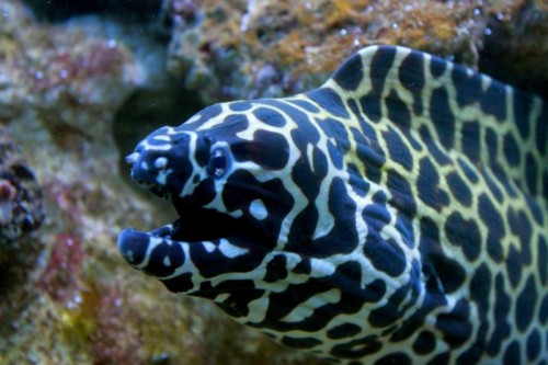 Gymnothorax Isingteena