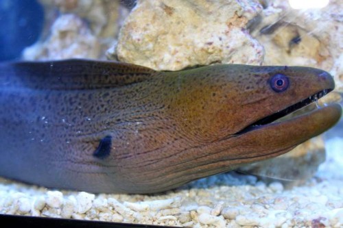 Gymnothorax Javanicus
