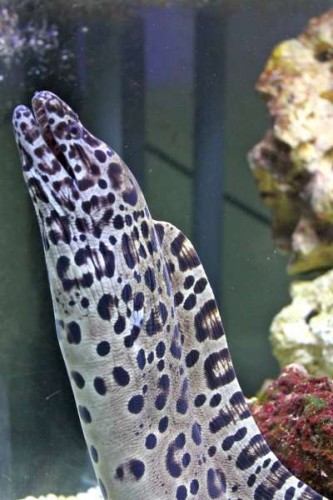 Gymnothorax Favagineus