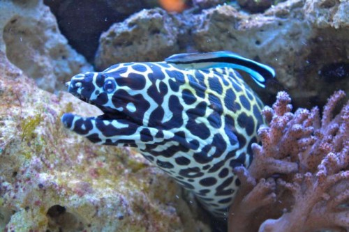 Gymnothorax Isingteena bliver renset af Labroides Dimidiatus